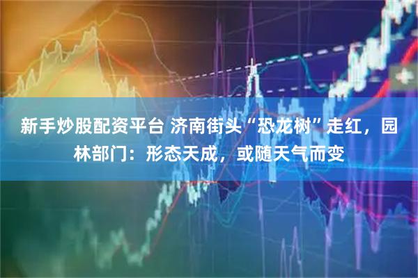 新手炒股配资平台 济南街头“恐龙树”走红，园林部门：形态天成，或随天气而变