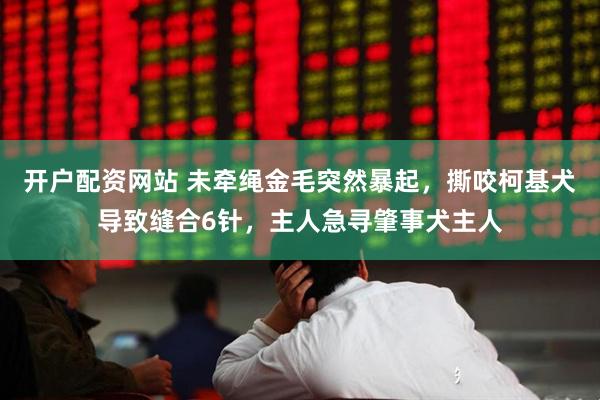 开户配资网站 未牵绳金毛突然暴起，撕咬柯基犬导致缝合6针，主人急寻肇事犬主人