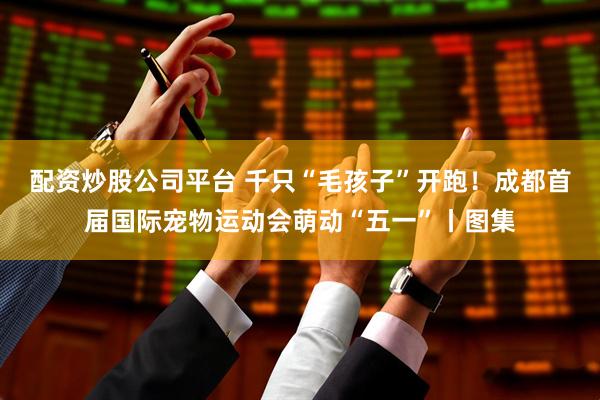 配资炒股公司平台 千只“毛孩子”开跑！成都首届国际宠物运动会萌动“五一”丨图集